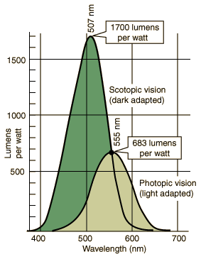 dark and light response of the eye